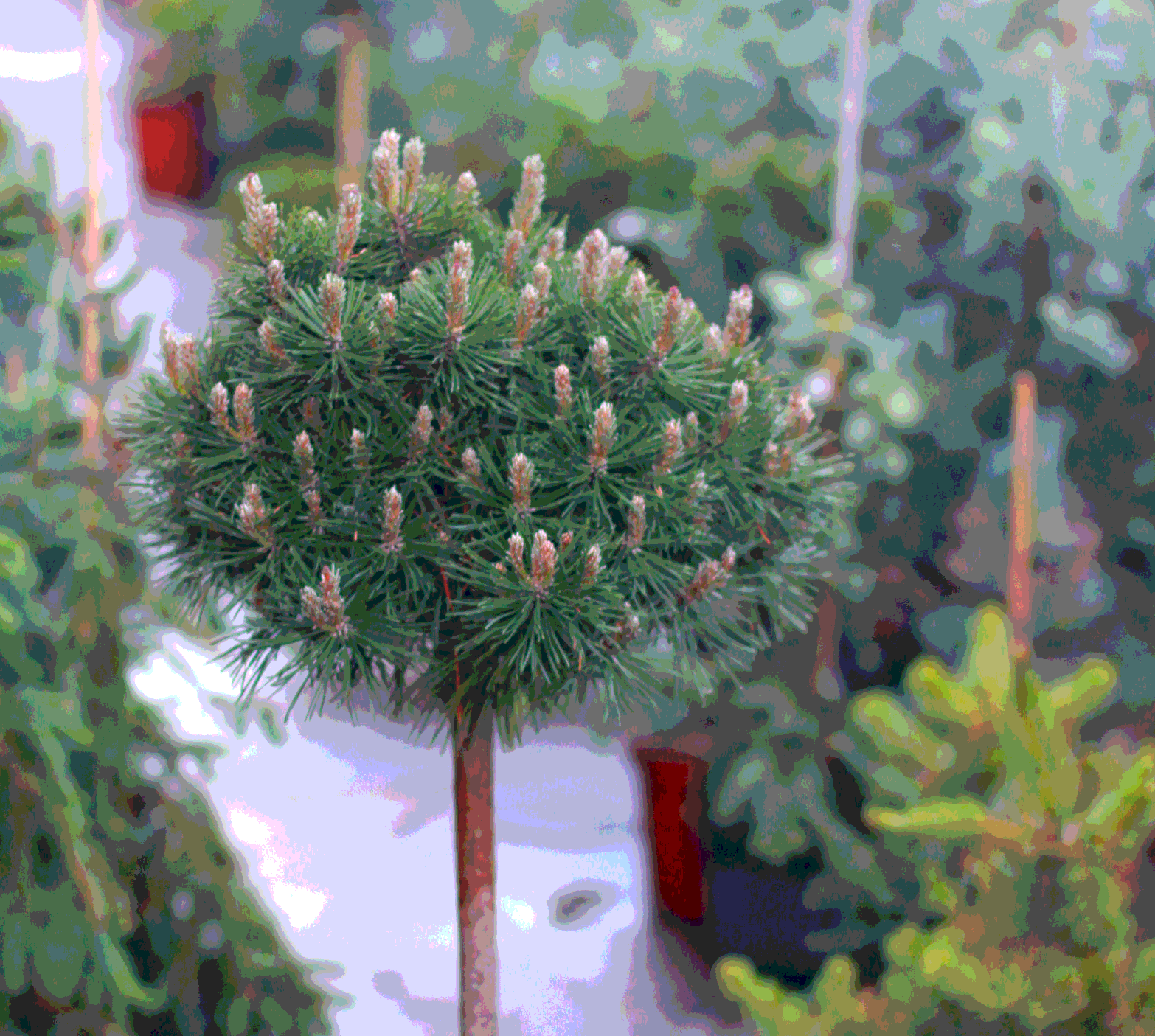 Pinus uncinata Paradekissen сосна крючковатая Парадкиссен