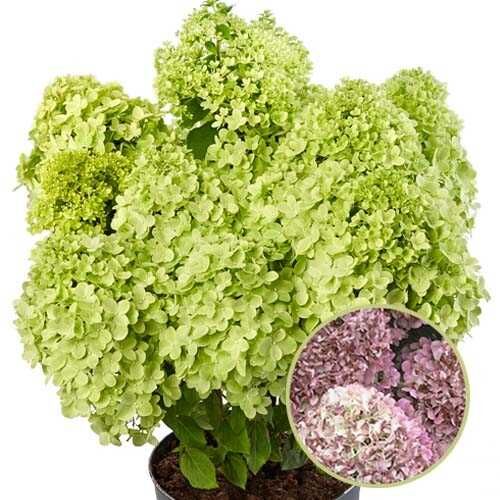 Гортензия метельчатая пандора