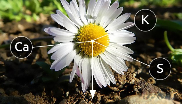 Ромашка растение компаньон накапливающая полезные микроэлементы