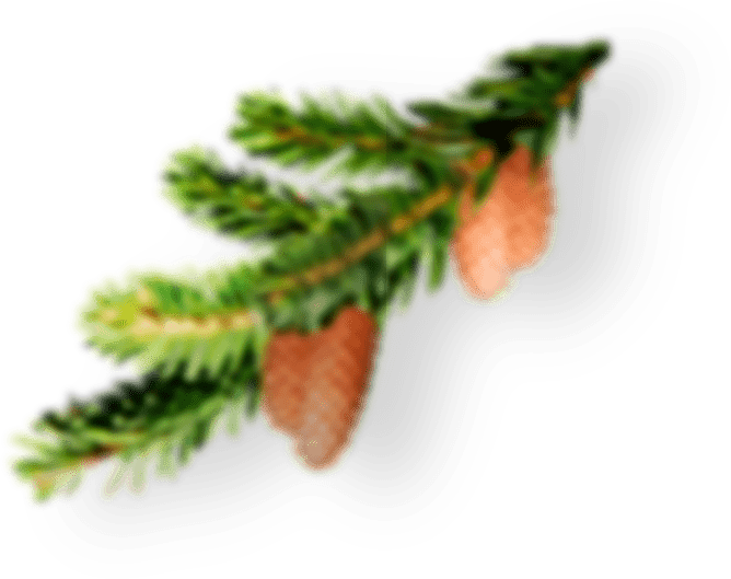 ветка ели с шишками