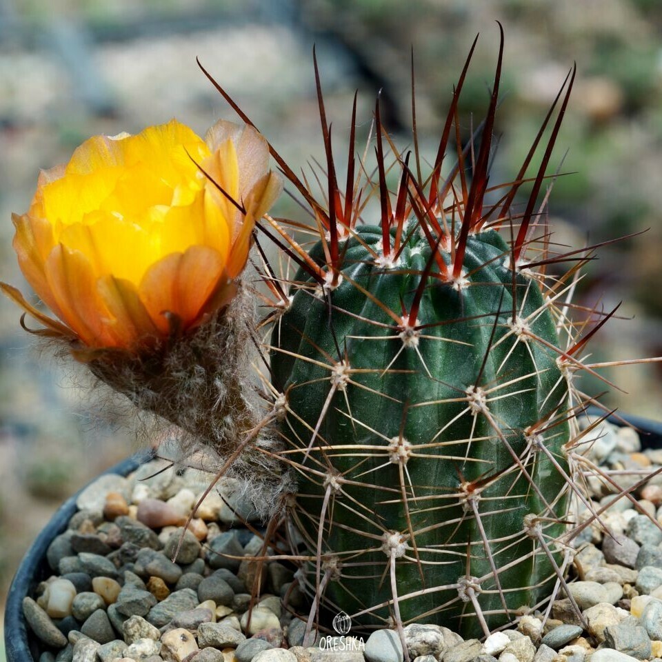 Seeds of Cactus Lobivia marsoneri v. rubescens MN 27 (Lobivia marsoneri v. rubescens MN 27) — 10 pcs