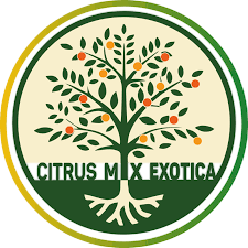 website icon