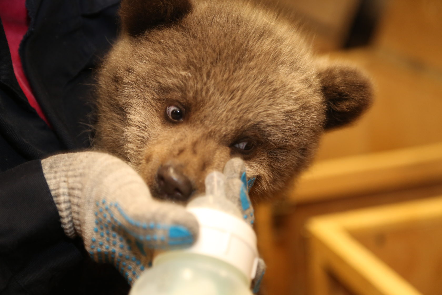Видео мишка. Медведь испуг. Молодой бурый медведь. Медведица россия. Видео мишка.