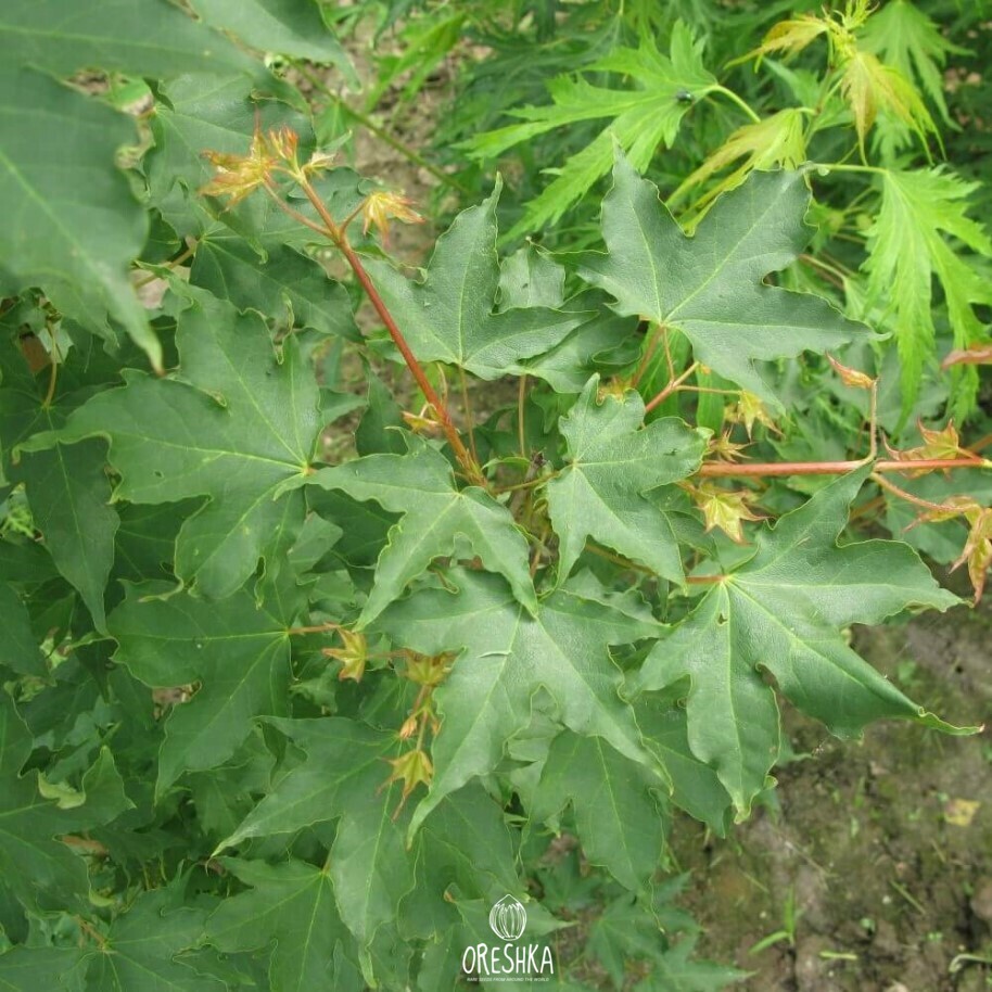 Acer pseudoplatanus peeling bark mature trunk patchwork grey pink