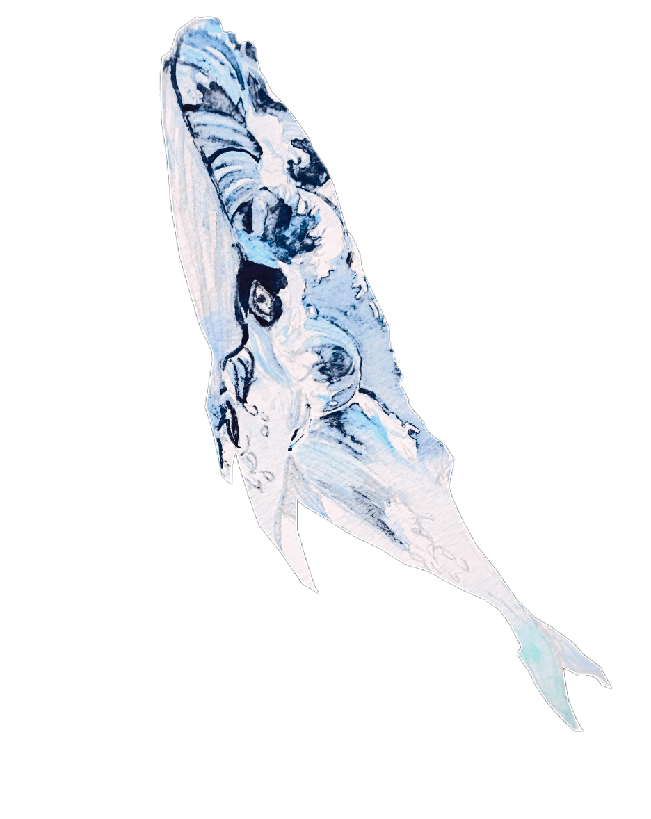Whale