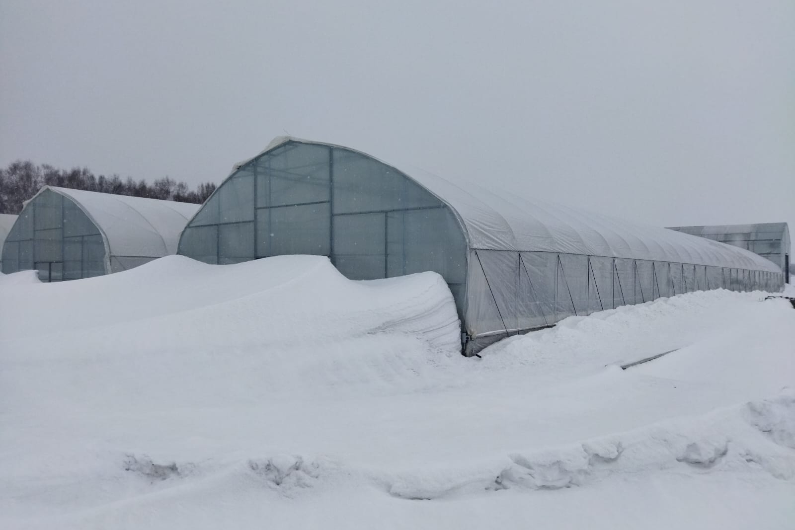 виноград в теплице