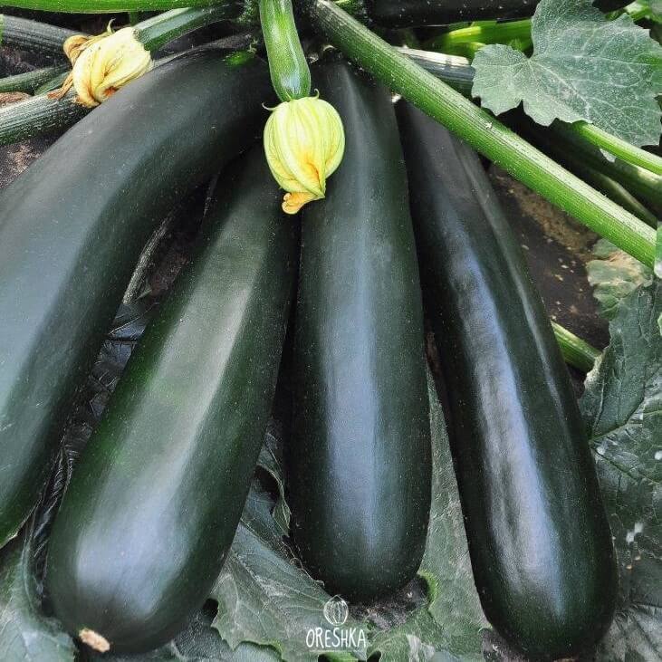 Seeds of Zucchini Black handsome (Cucurbita pepo subsp. Pepo)