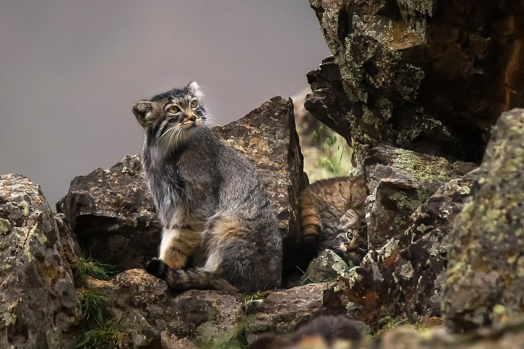 Manul or pallas cat and a kitten. Photo by Elena Mashkova