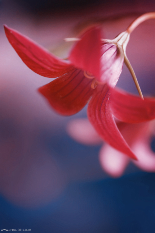 macro, macro flower, macro art, anna utkina, photography, macrophotograpy, floral art, макро, макрофотография, анна уткина