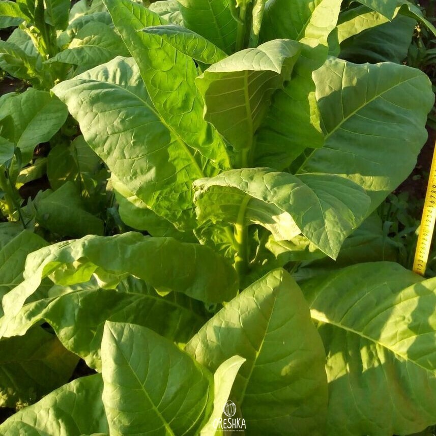 Seeds of Tobacco Maryland (Nicotiana tabacum) — 300 pcs