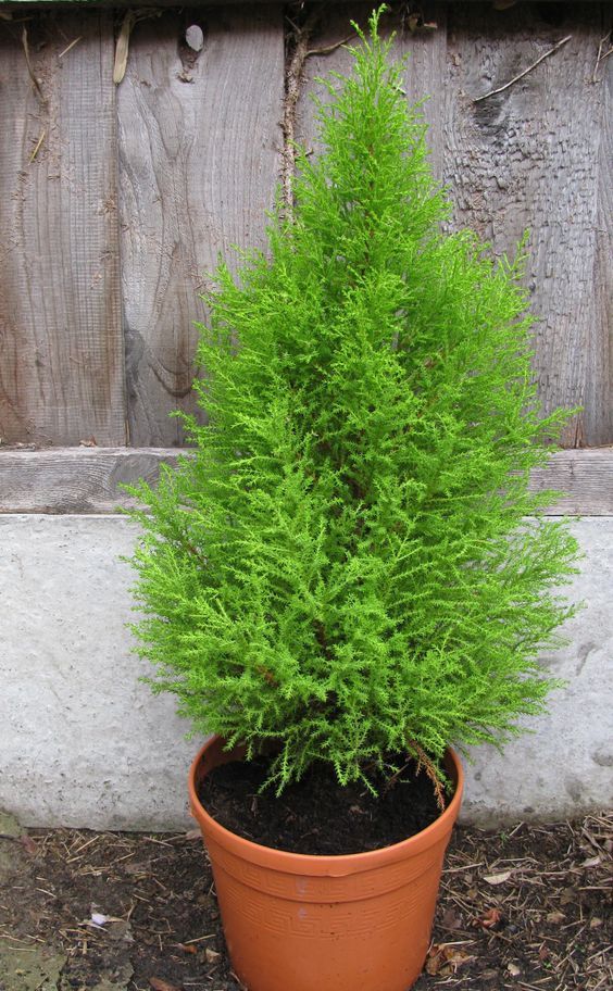Green indoor plant in pot