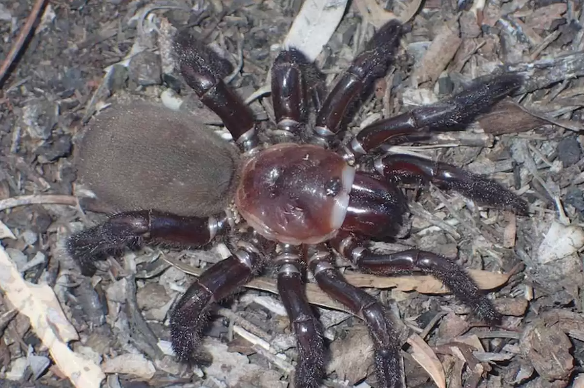 Кусается больно, но не смертельно — в Австралии обнаружили пауков-гигантов