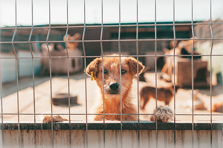 Благотворительный фонд поможи животных, помощь животным, взять кошку из приюта, взять собаку из приюта