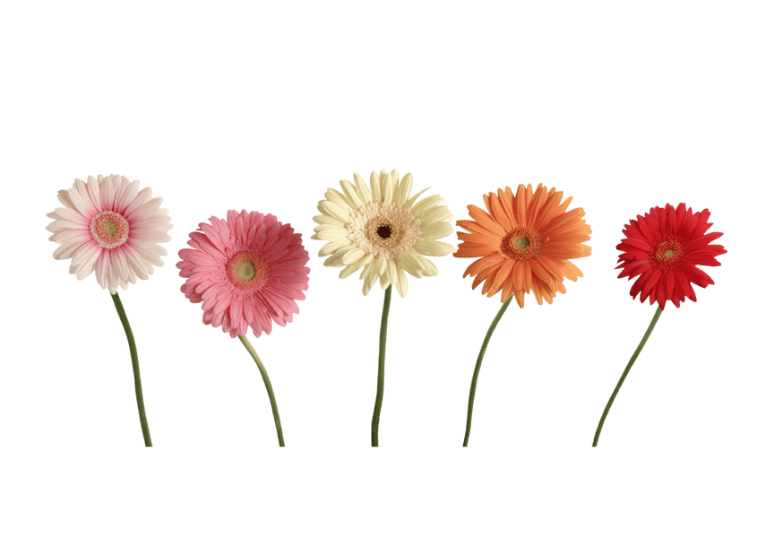 daisy