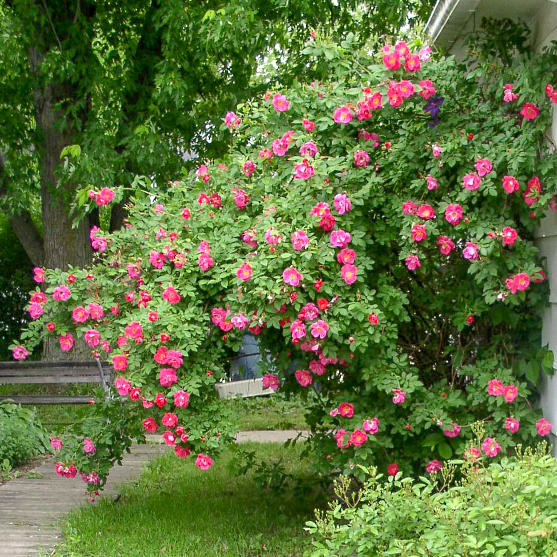 Канадская роза William Booth