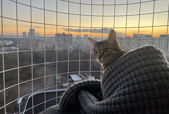 Балкон кошек «Васька» с котом в свитере