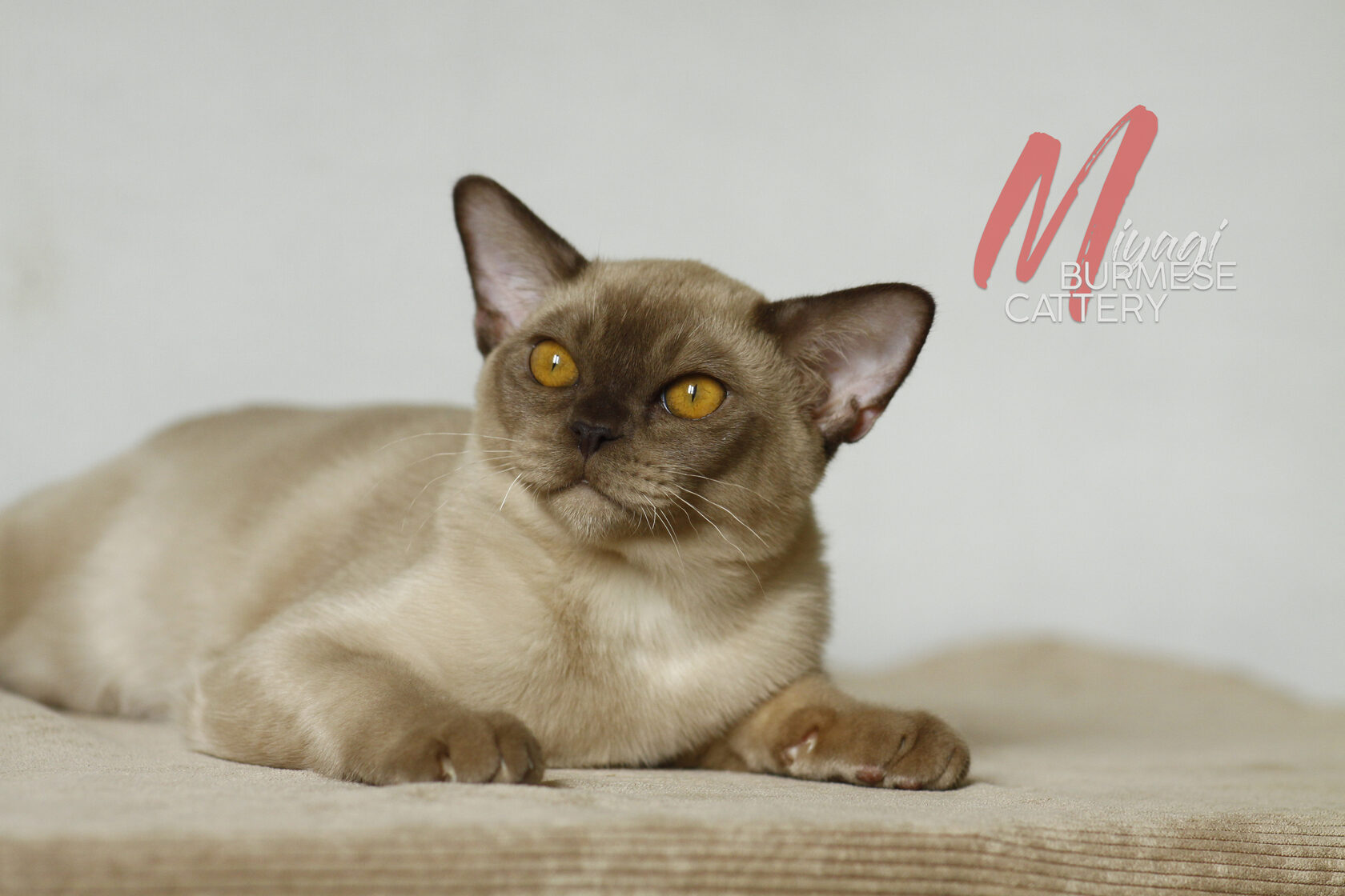 Бурманский кот 4,5 месяца шоколадного окраса