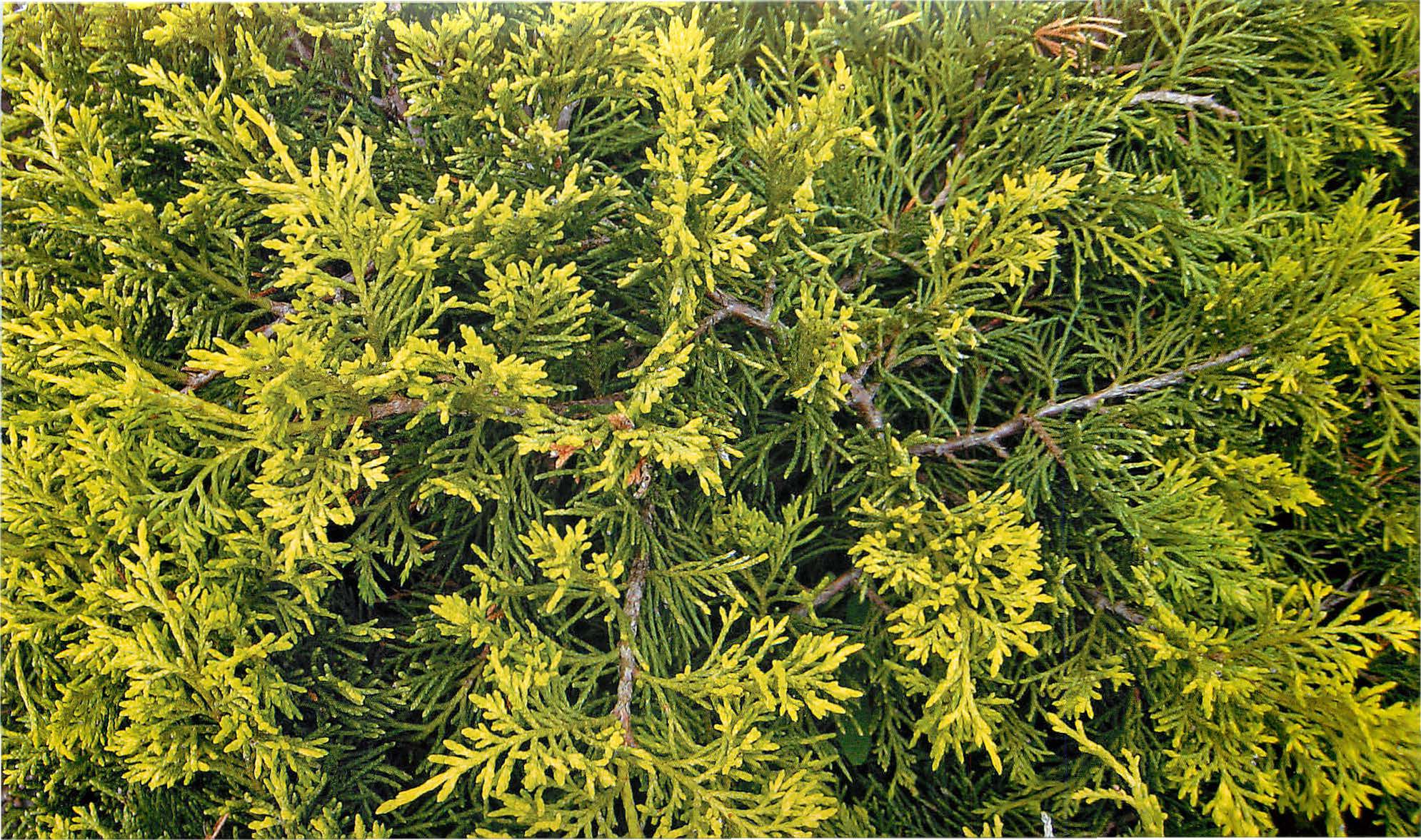 Можжевельник голд фото. Можжевельник old Gold. Можжевельник китайский Juniperus chinensis old Gold. Можжевельник китайский Олд Голд. Можжевельник желтый Голден.