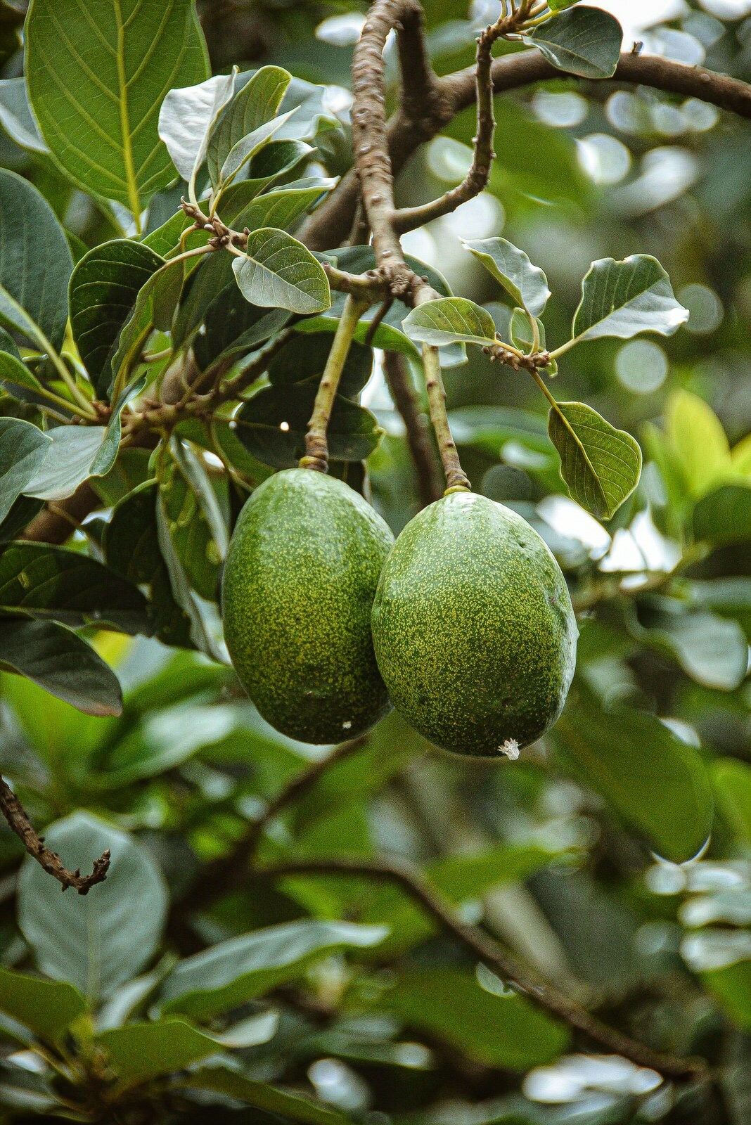 Discover the fascinating world of Kenyan avocados and how they have become one of the top exports in the country. This blog post takes you on a journey through the history of avocado farming in Kenya, the sustainable practices employed by small-scale farmers, and the health benefits of consuming this delicious fruit. You'll also learn about the thriving avocado export market in Kenya and how this has helped to create sustainable livelihoods for farmers while meeting the high demand for avocados on the global market. Whether you're a fan of avocados or simply interested in sustainable agriculture, this blog post is a must-read.