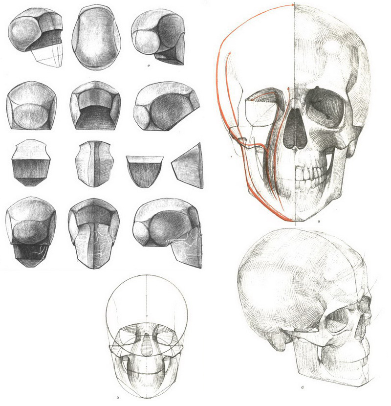 Строение головы рисунок академический