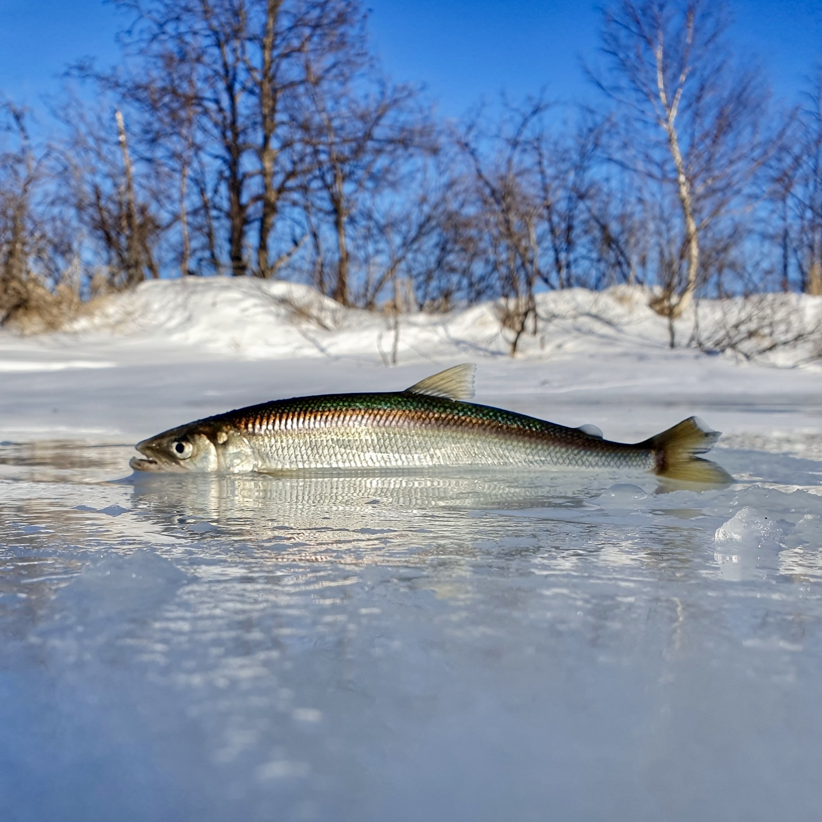 Рыбалка на Камчатке