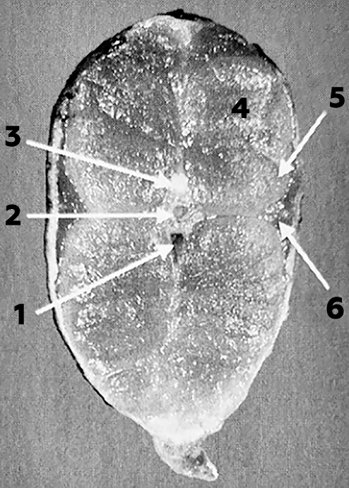 поперечное сечение хвоста лосося узв форель