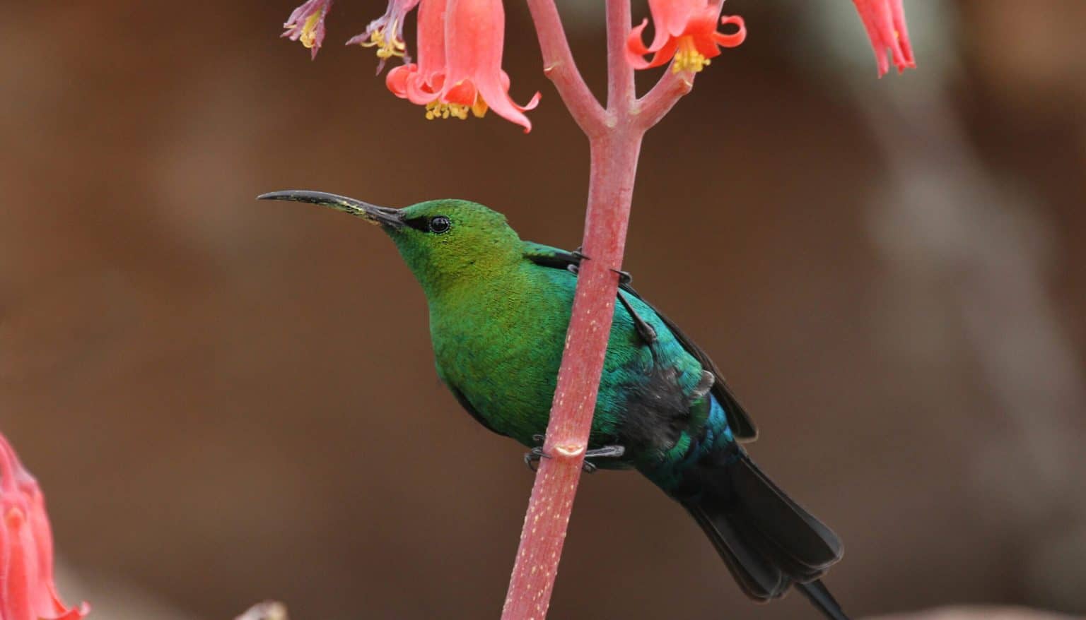 Малахитовая нектарница (Nectarinia famosa) / © Keith Barnes, University of California, Berkeley