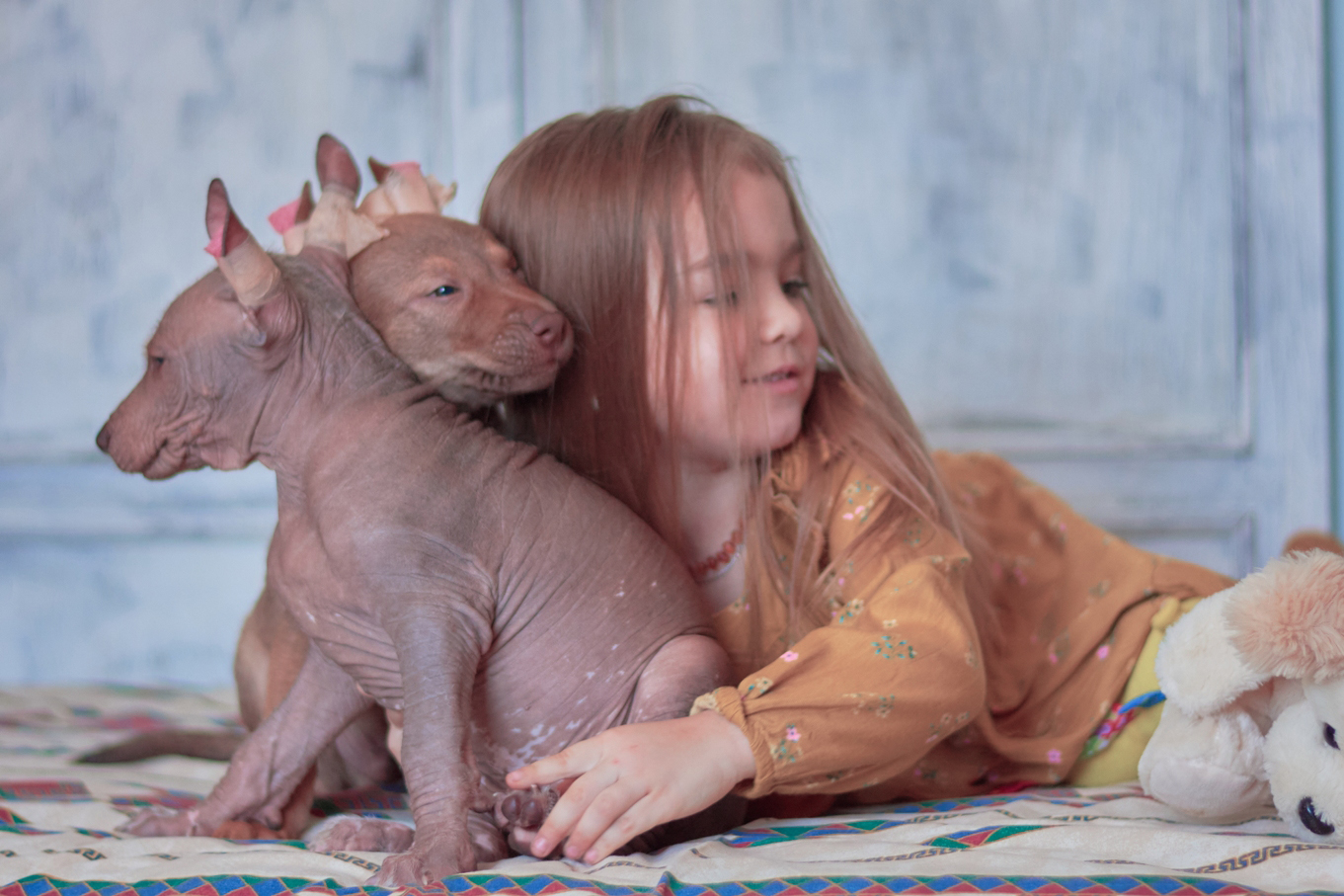 xolo, xoloitzcuintle