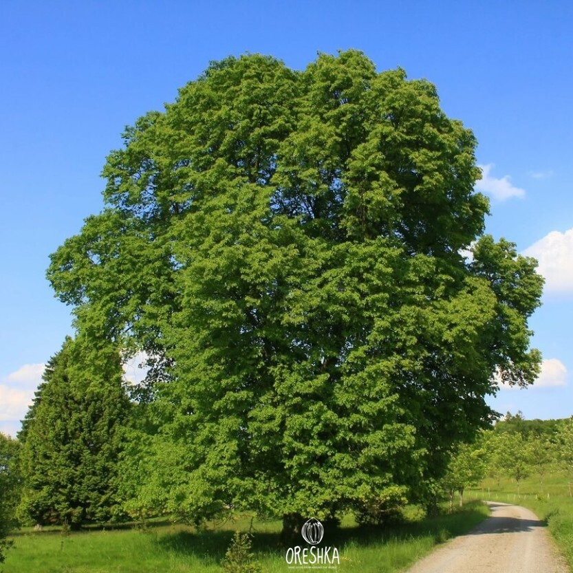 Seeds of Tilia platyphyllos - 200 pcs