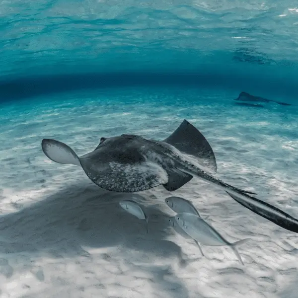 Тур в ЮАР - Старинные винодельни