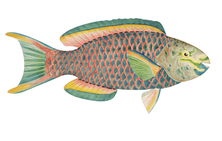 натуральная косметика, магазин профессиональной косметики, крем для ног, крем для ног с мочевиной, крем для ног купить, масло для ногтей, масло монарды для ногтей, масло для ногтей купить, косметика для ногтей, дезодорант для ног