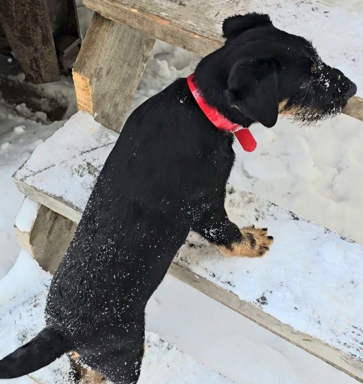 Щенок ягдтерьера знакомится с лестницей