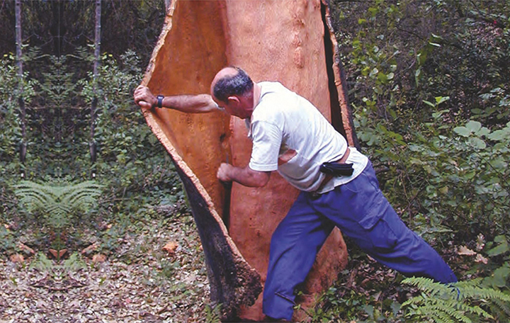 снятие пробки с дерева, пробковая кора