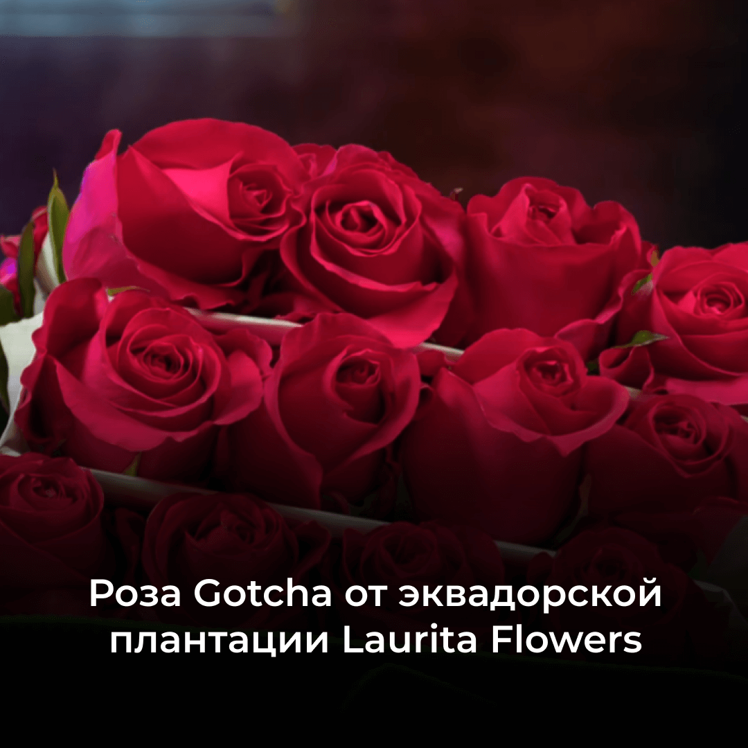 Роза Gotcha от плантации Laurita Flowers: обзор цветов из Эквадора 50, 60 и 70 см