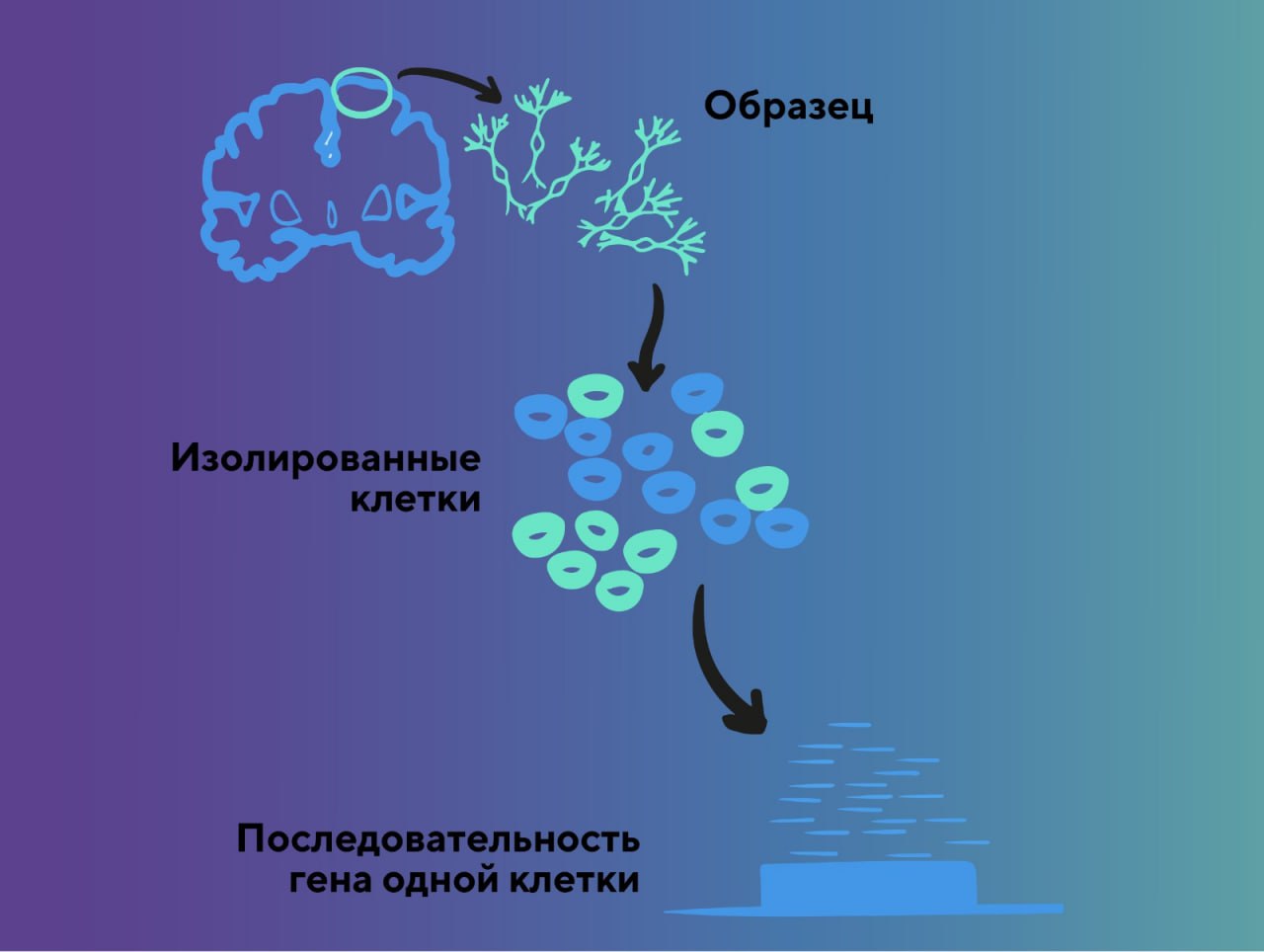 Одноклеточное секвенирование РНК - статья от Sesana