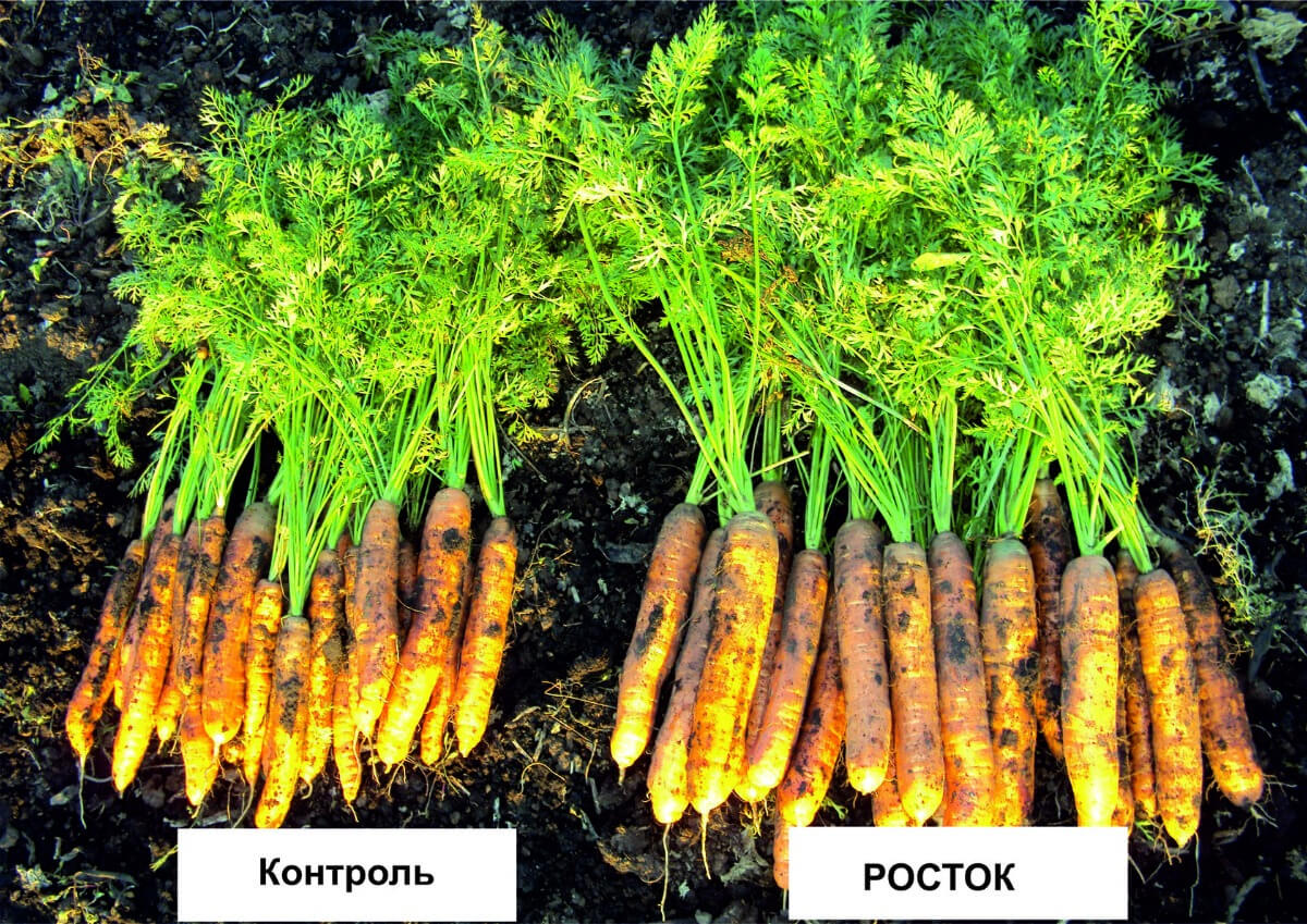 Влияние гуминового препарата РОСТОК на морковь (сорт Нантская)
