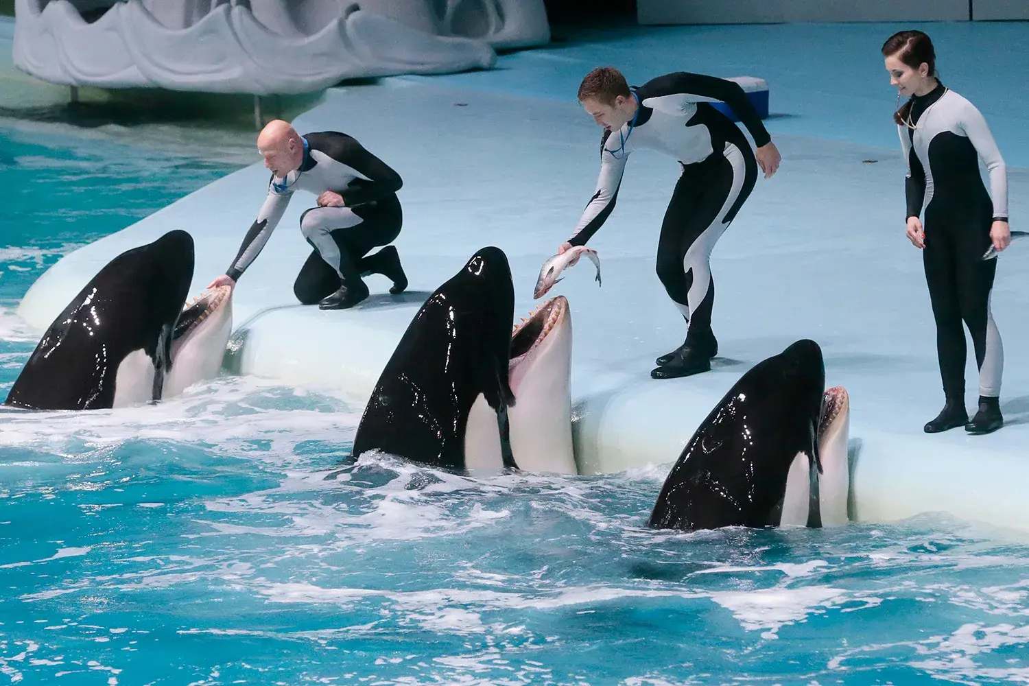 Шоу «Море снов» в «Москвариуме» на ВДНХ, Москва, ноябрь 2025