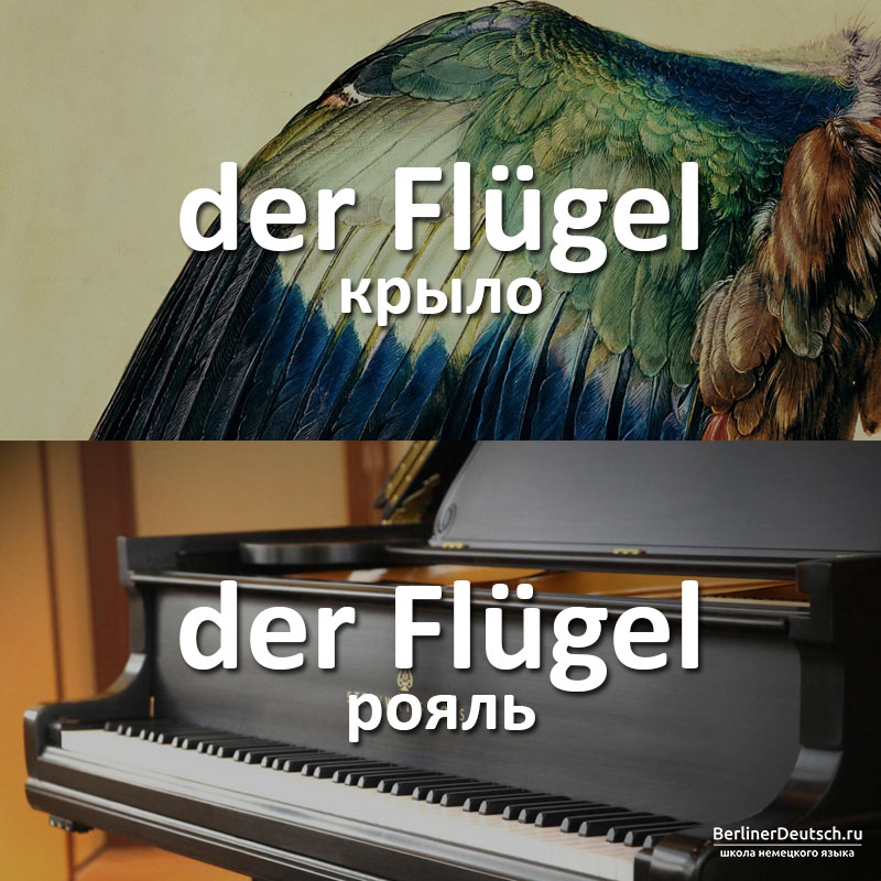 der Flügel - крыло, der Flügel - рояль