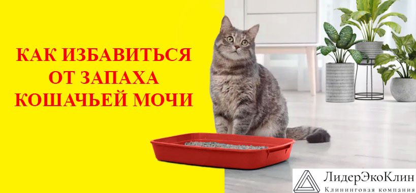 Кошка с лотком