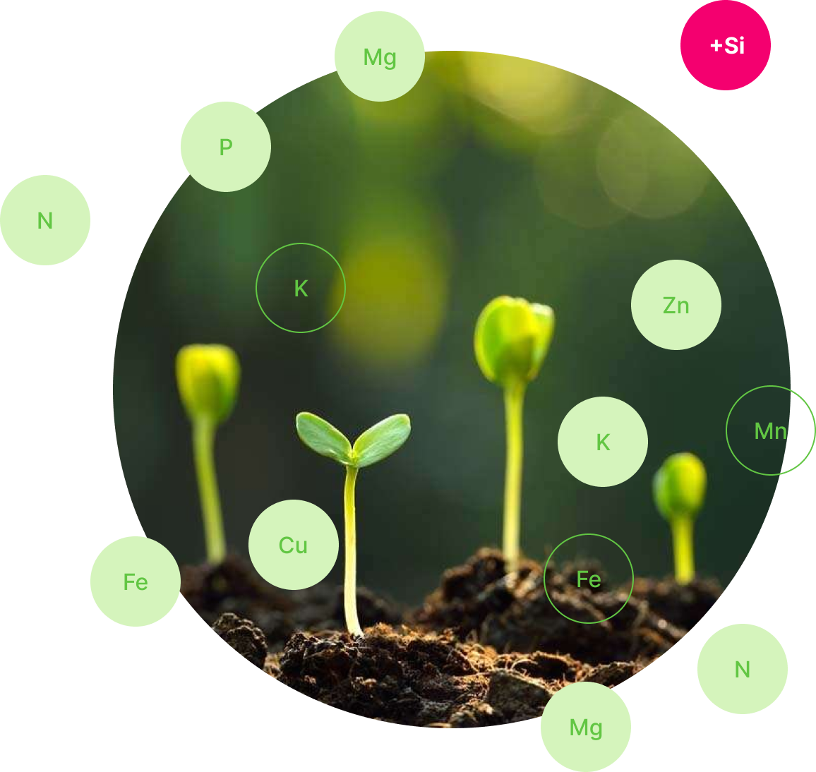 Почему важно восполнять кремний