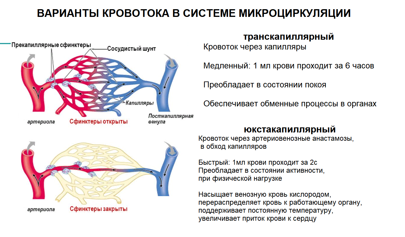 Улучшить микроциркуляцию сосудов. Система микроциркуляции. Классификация микроциркуляции. Усиление микроциркуляции.