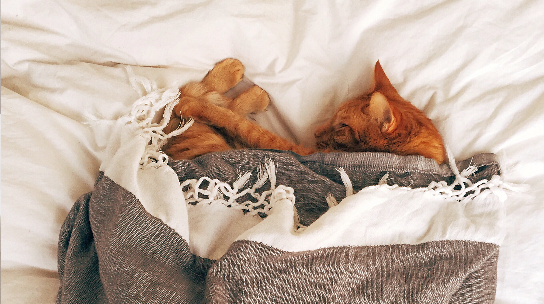 кошка ложится на кровать умершего