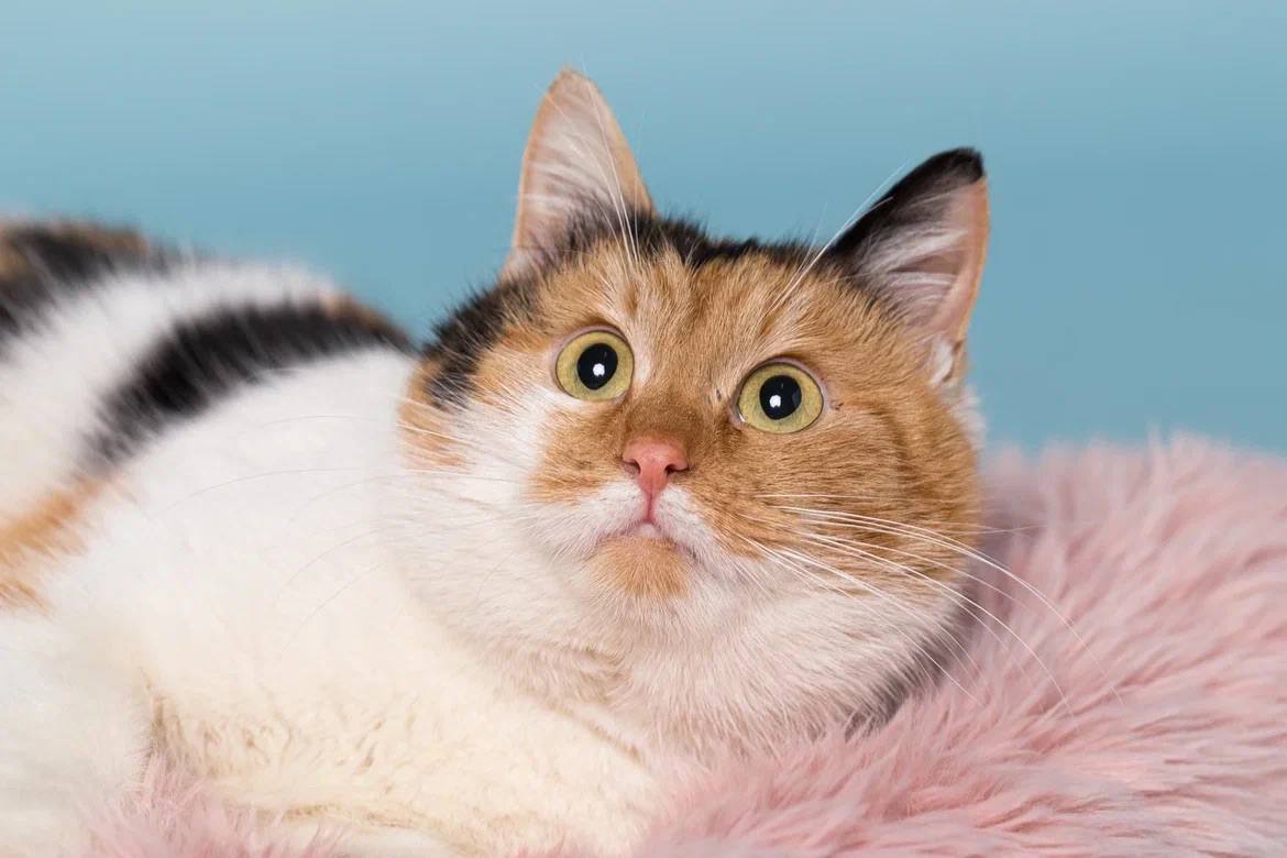 Кошка Марфа ищет дом