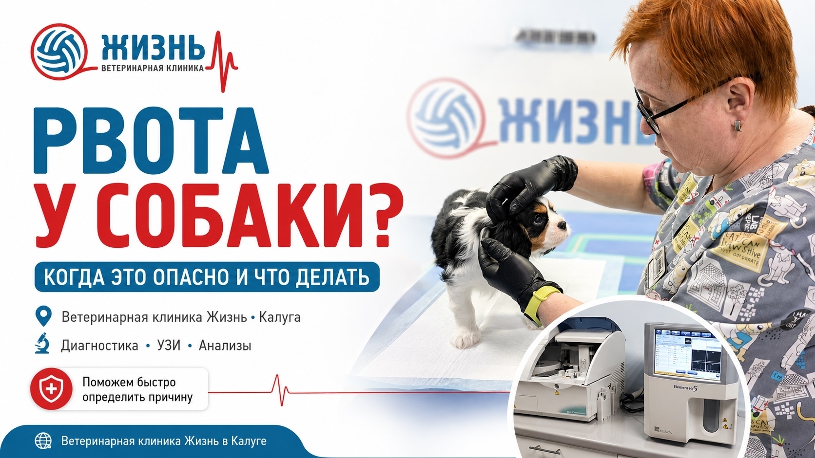 Ветеринарная клиника в Калуге Жизнь