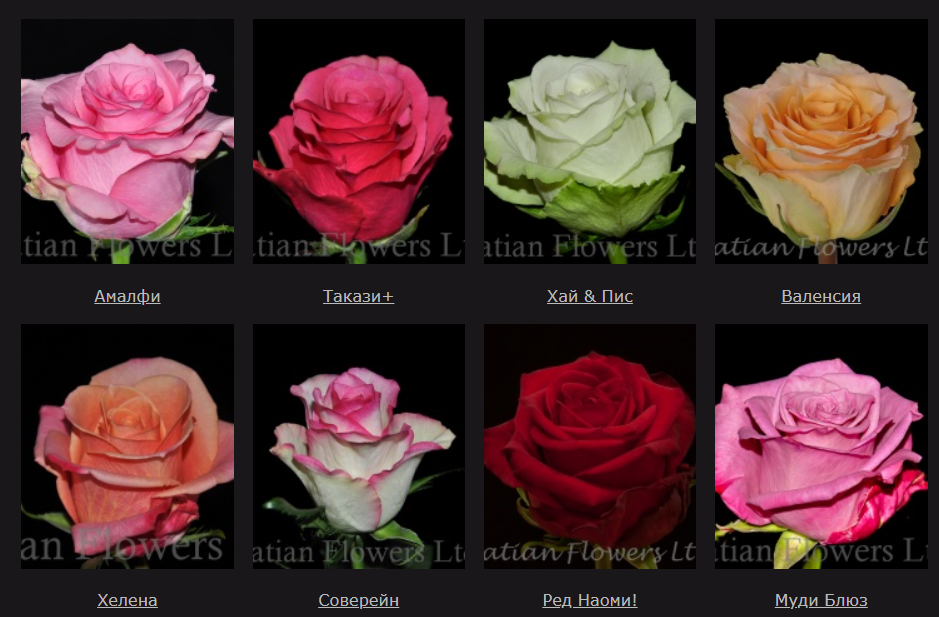 Ассортимент плантации Batian Flowers