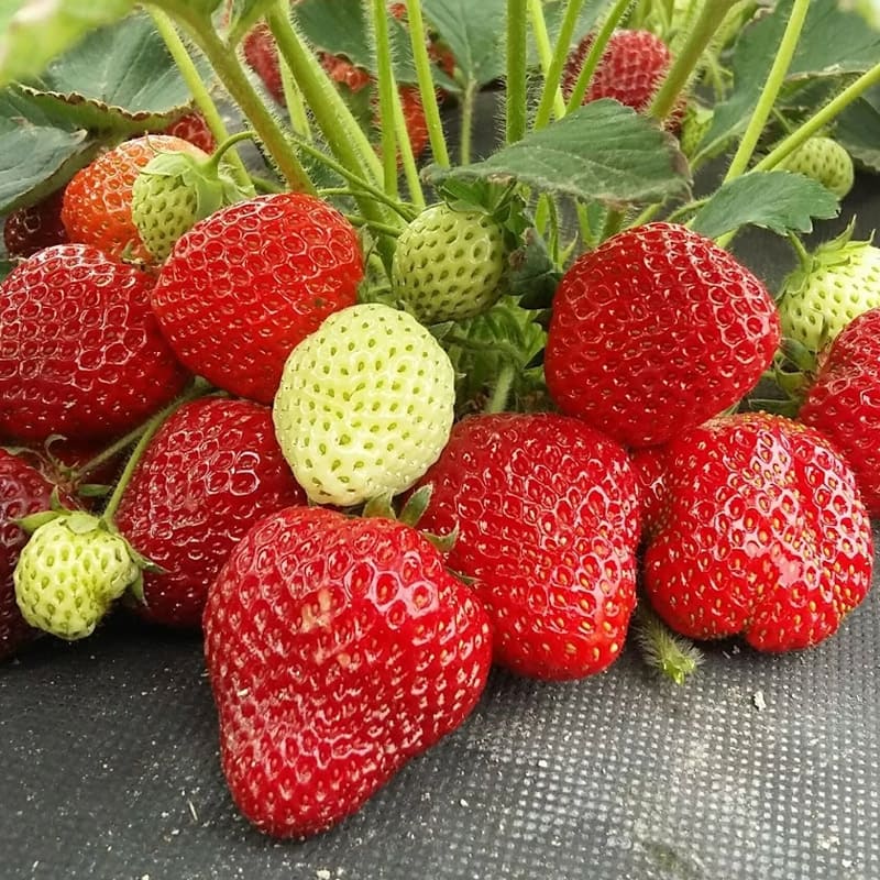 клубника клери