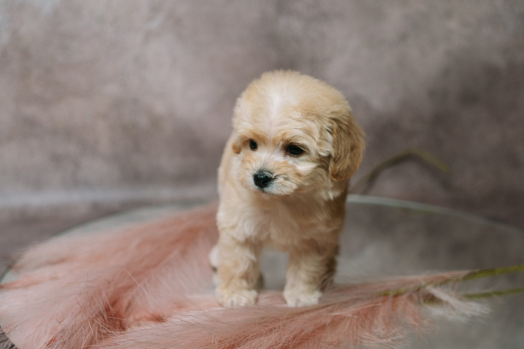 мальтипу, maltipoo, мальтипу фото, мальтипу цена, купить мальтипу, щенок мальтипу, щенки мальтипу, maltipoo puppy, maltipoopuppy, мальтипу ф1, мальтипу ф2, мальтипу мини, мальтипу стандарт, окрасы мальтипу, красный мальтипу, мальтипу ред браун, карамельны