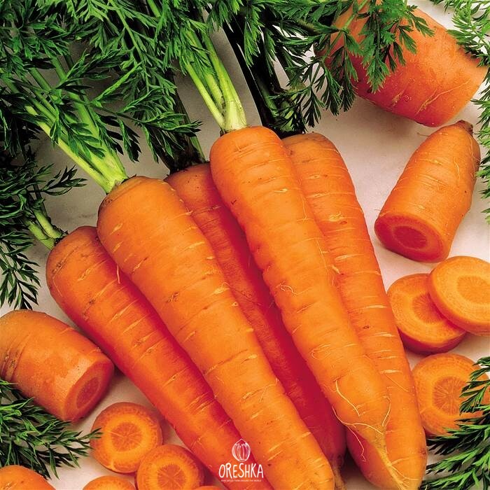 Seeds of Carrot amsterdam (Daucus) — 50 pcs
