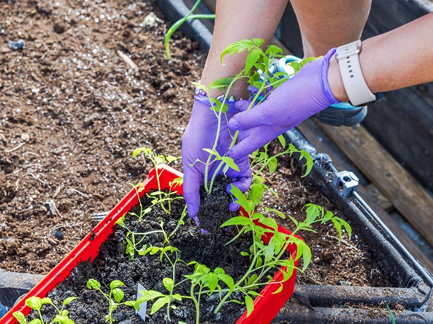 Person wearing purple gloves transplanting tomato seedlings from a red container into soil, illustrating proper planting techniques for successful tomato growth.