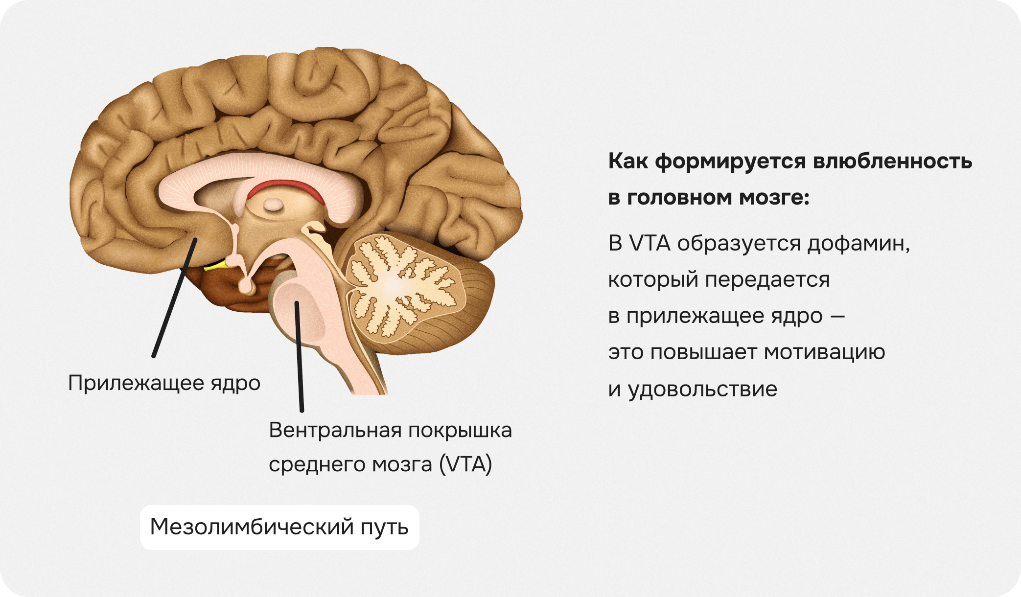 мезолимбический путь, как формируется влюбленность в мозге